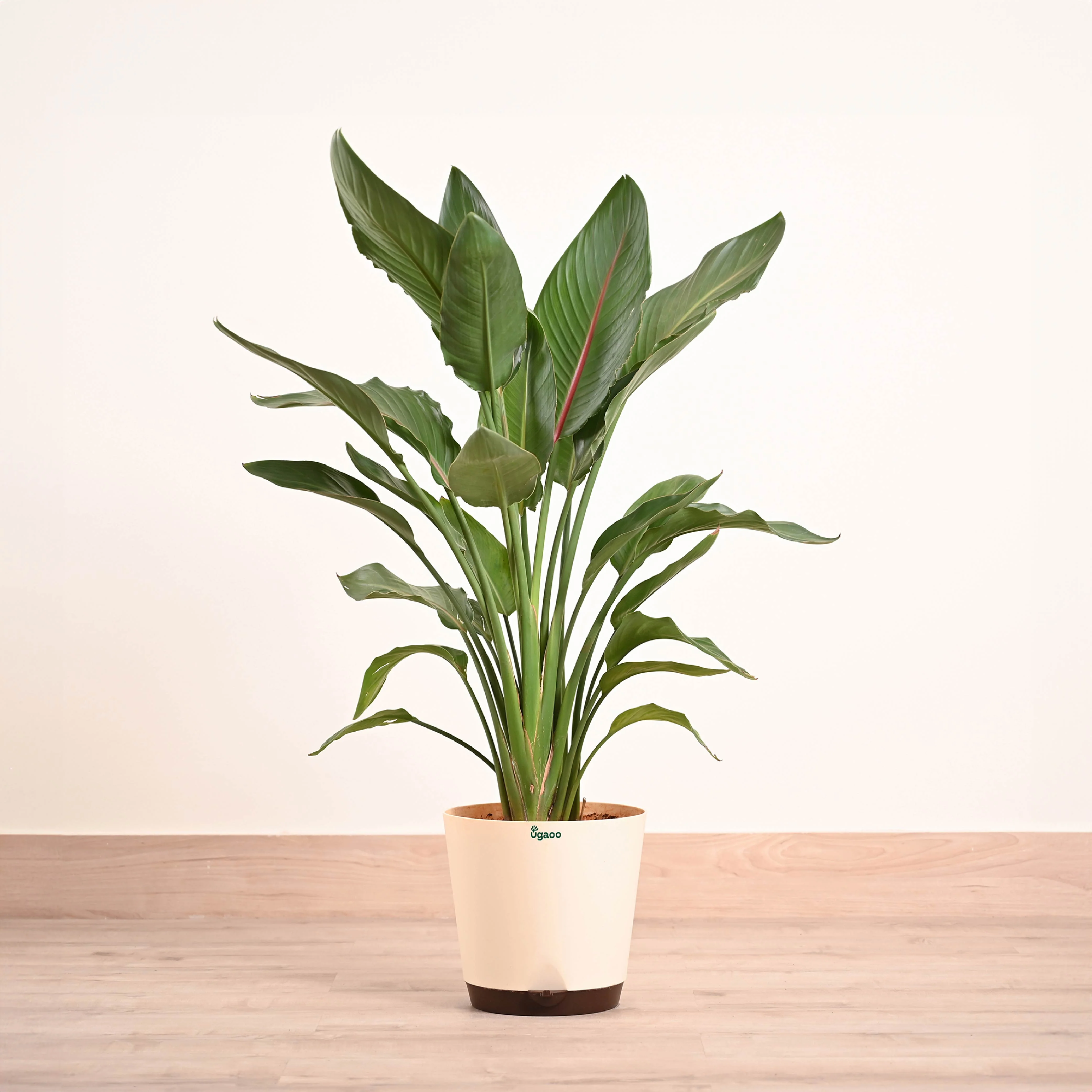 Best Online Plant Nursery in Hyderabad