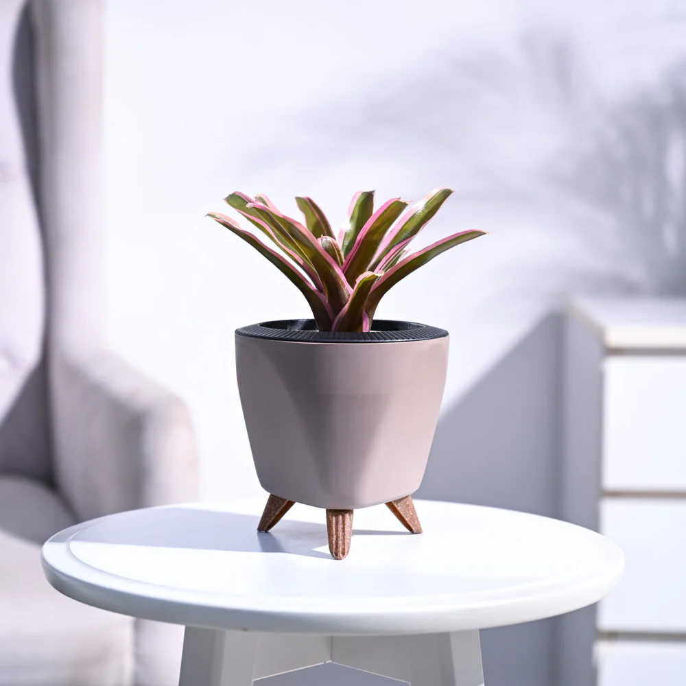 Trending Plants 2024